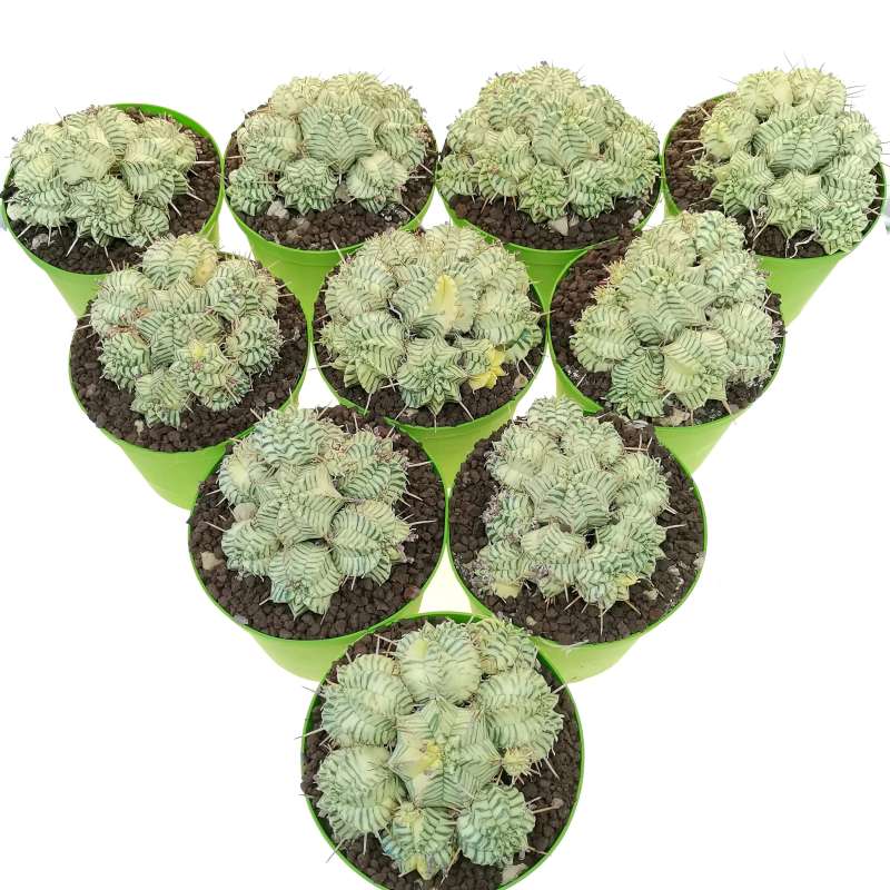 Euphorbia meloformis f. variegata 10 pcs. - Giromagi
