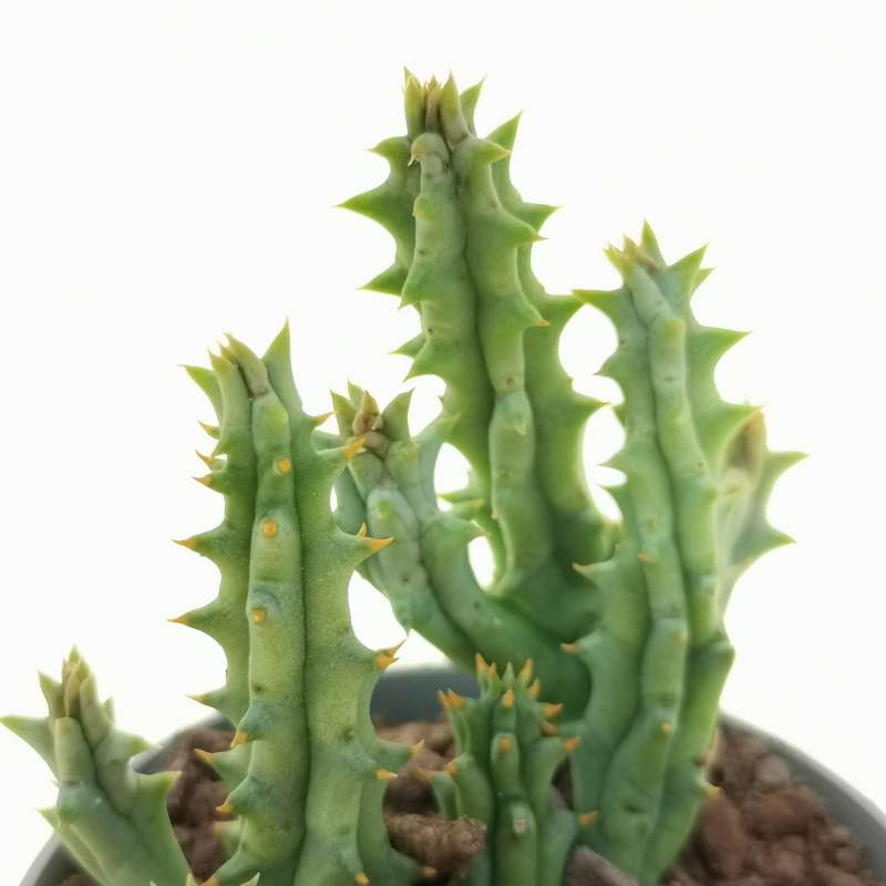 Huernia hystrix subs. hystrix 6,5 cm. | Apocynaceae - Giromagi vendita ...