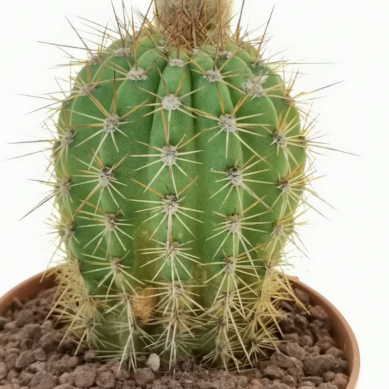 Echinopsis hybrid cv. Galaxy 10 cm. | Cactaceae - Giromagi vendita ...