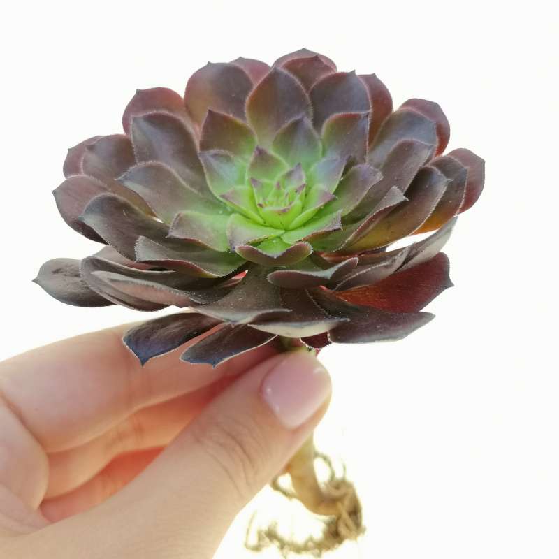 aeonium-plum-thumb-10-cm-crassulaceae-giromagi-vendita-piante-grasse