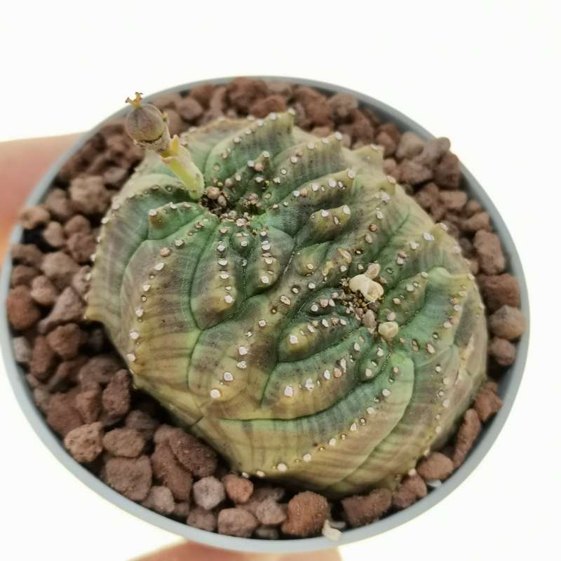 Euphorbia obesa f. crestata dicotomica