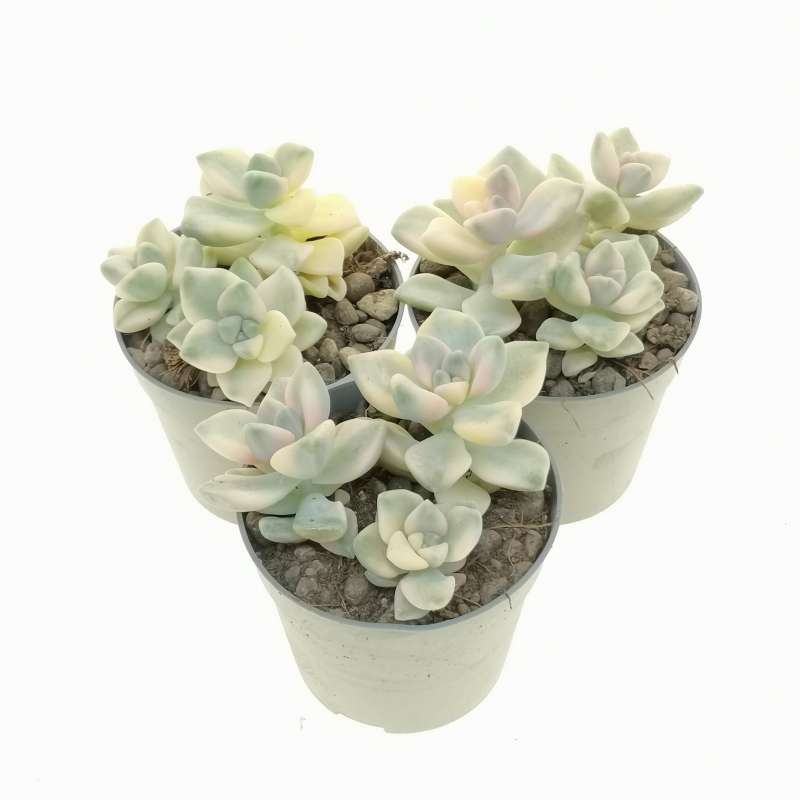 Graptoveria 'Titubans' f. variegata 6,5 cm. | Crassulaceae - Giromagi ...