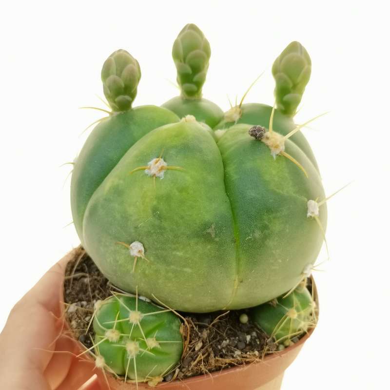 Gymnocalycium horstii f. variegata 10 cm. | Cactaceae - Giromagi ...