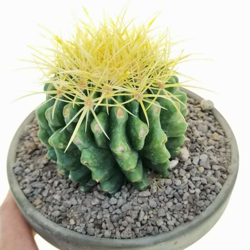 Echinocactus grusonii (Rare form)