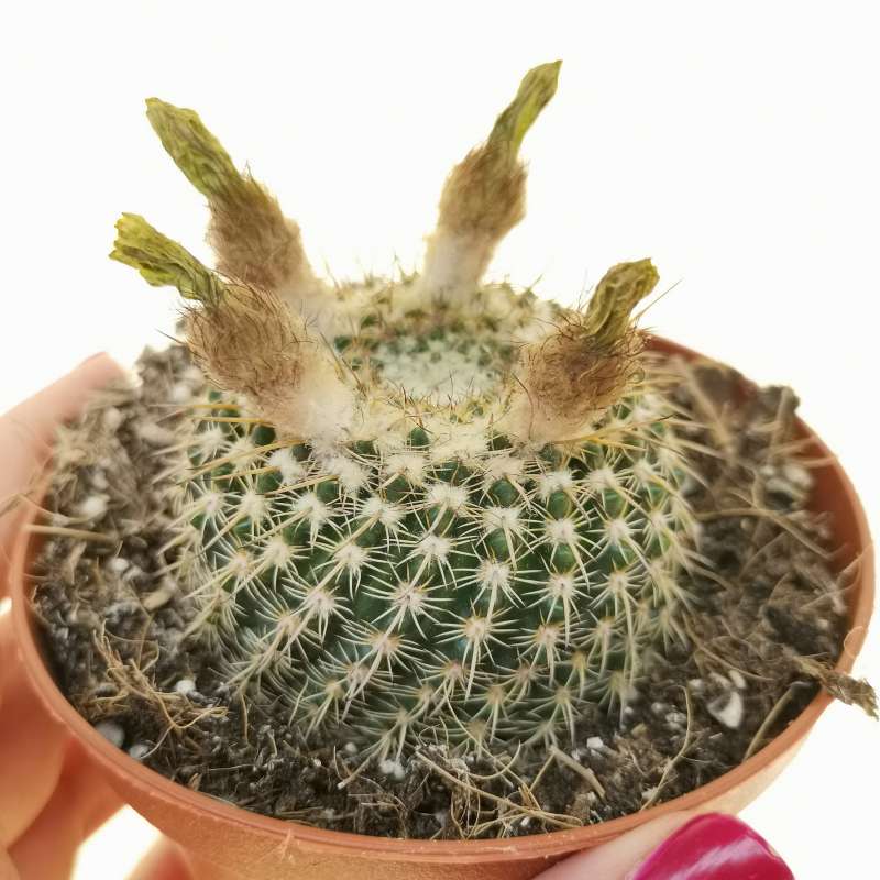 Notocactus elegans 10 cm. | Cactaceae - Giromagi vendita piante grasse