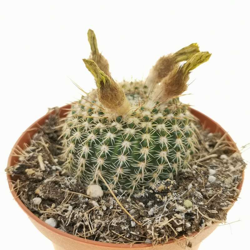 Notocactus elegans 10 cm. | Cactaceae - Giromagi vendita piante grasse