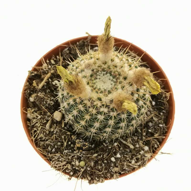 Notocactus elegans 10 cm. | Cactaceae - Giromagi vendita piante grasse