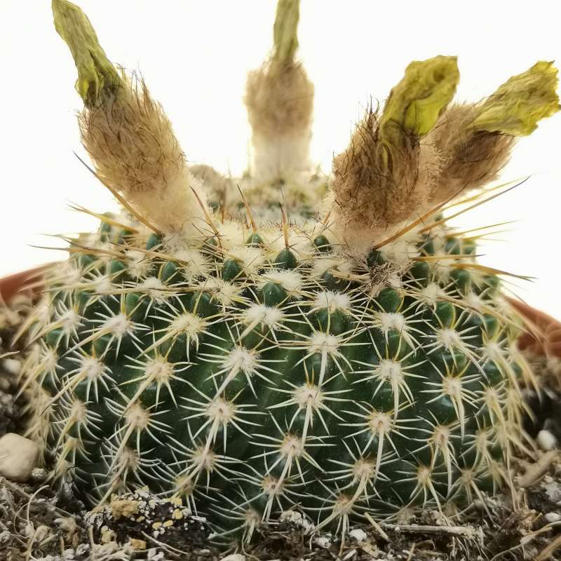 Notocactus elegans 10 cm. | Cactaceae - Giromagi vendita piante grasse