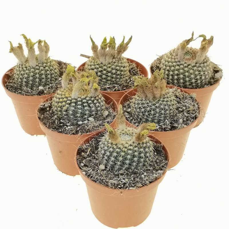 Notocactus elegans 10 cm. | Cactaceae - Giromagi vendita piante grasse