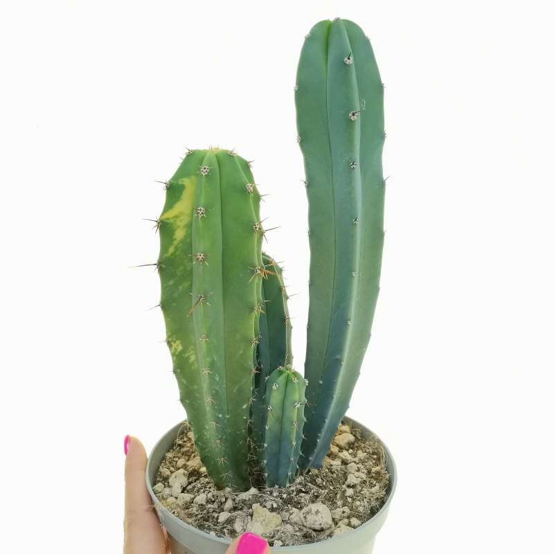 Myrtillocactus geometrizans f. variegata 14 cm. | Cactaceae - Giromagi ...