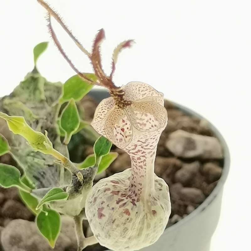 Ceropegia simoneae 10 cm. | Asclepiadaceae - Giromagi vendita piante grasse