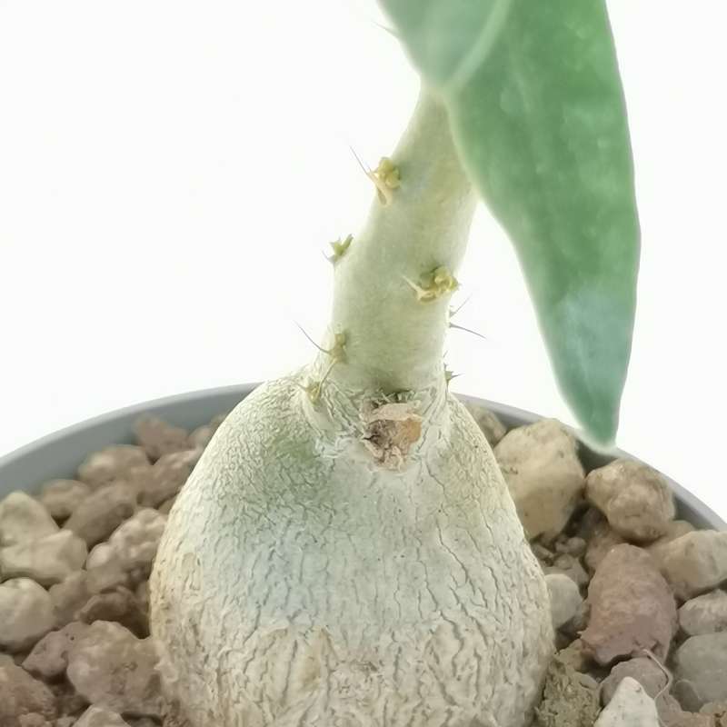 Pachypodium succulentum - Giromagi