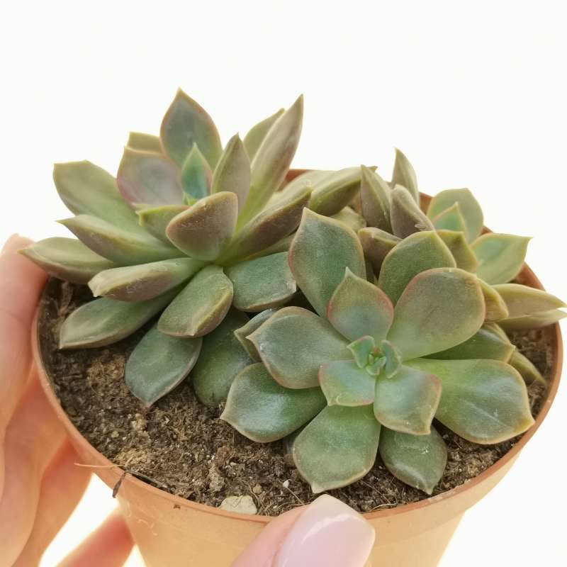 Echeveria Mina 10 Cm Crassulaceae Giromagi Vendita Piante Grasse