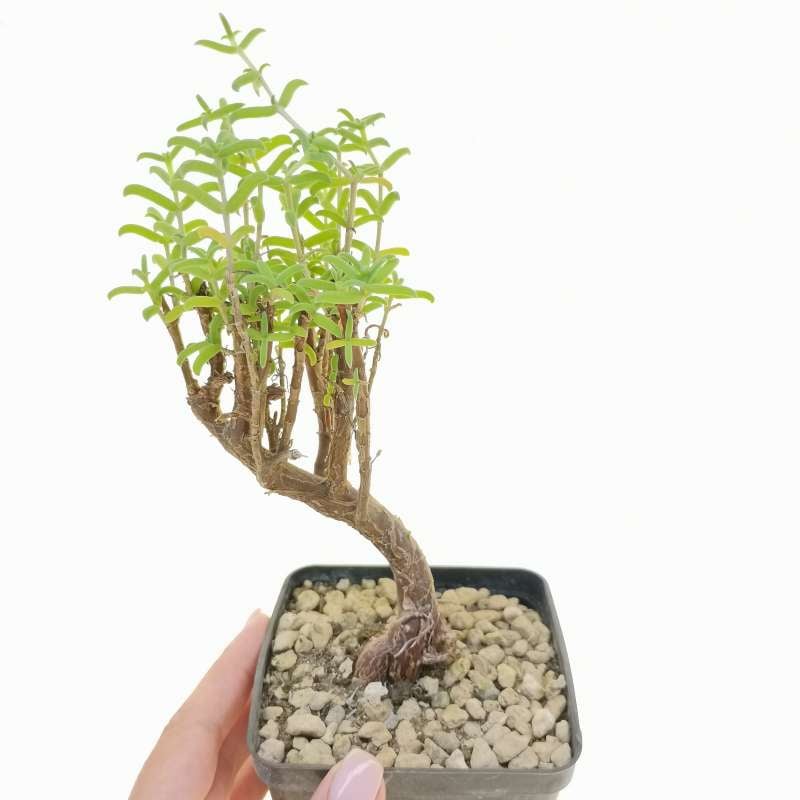 1 o 2 piante di bonsai