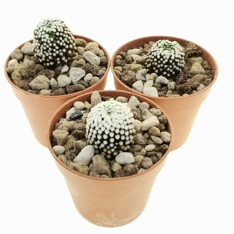 Mammillaria luethyi (Own roots) 5,5 cm. | Cactaceae - Giromagi vendita ...