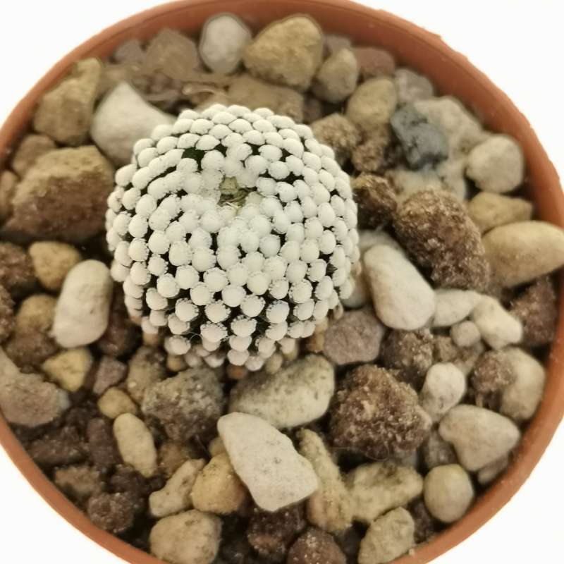 Mammillaria luethyi (Own roots) 5,5 cm. | Cactaceae - Giromagi vendita ...