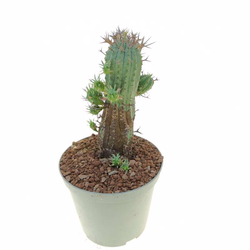 Euphorbia stellispina 14 cm. | Euphorbiaceae - Giromagi vendita piante ...