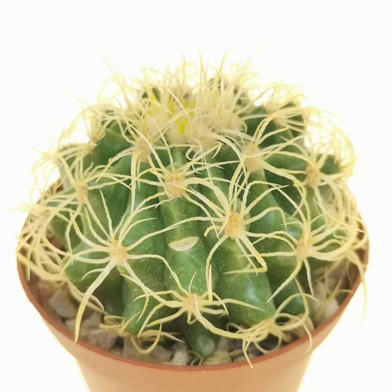 Echinocactus Grusonii Cv Superkraukopf 8 Cm Cactaceae Giromagi Vendita Piante Grasse