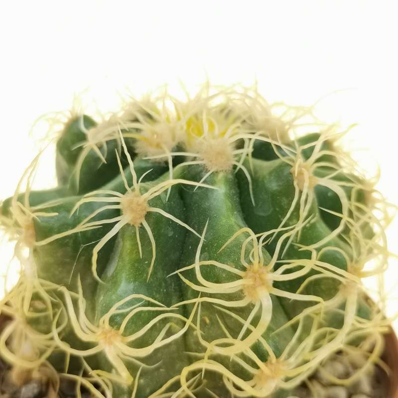 Echinocactus Grusonii Cv Superkraukopf Cuscino Della Suocera 8 Cm