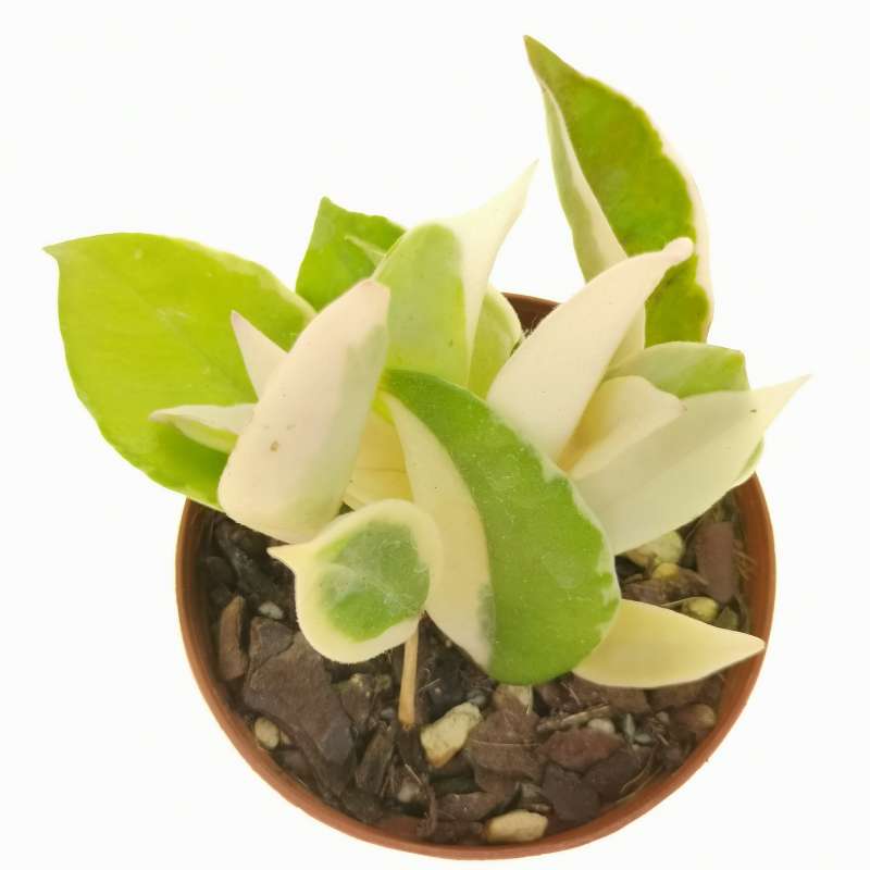 Hoya carnosa cv. amore f. variegata - Giromagi