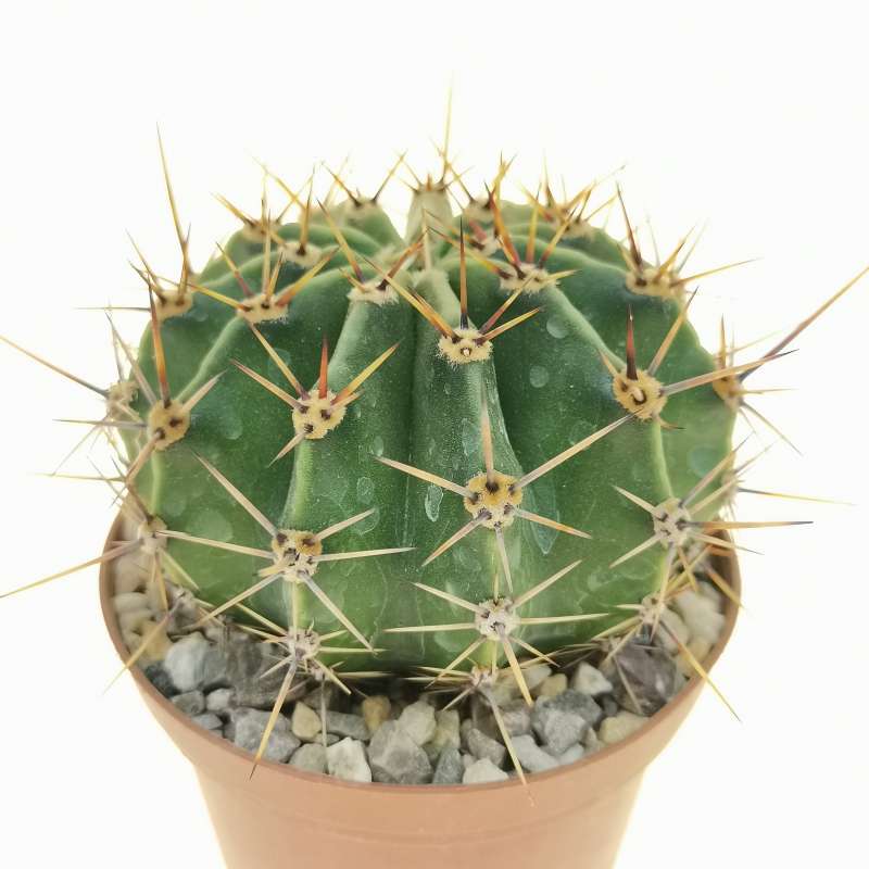 Echinopsis oxygona var. grandiflora 8 cm. | Cactaceae - Giromagi ...