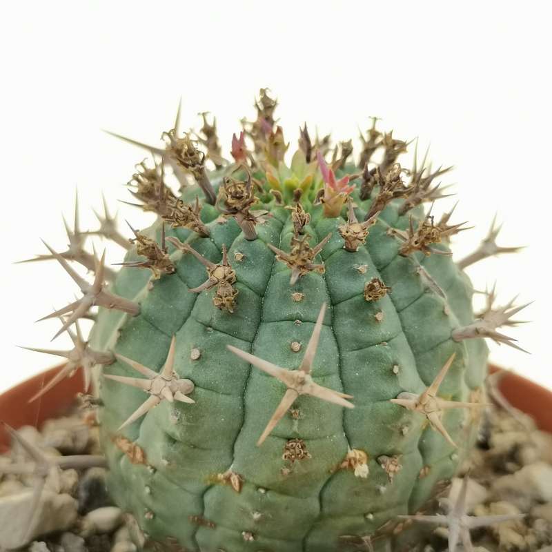 Euphorbia stellispina - Giromagi