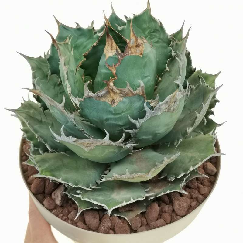 Agave titanota 'Caesar' 25 cm. | Agavaceae - Giromagi vendita