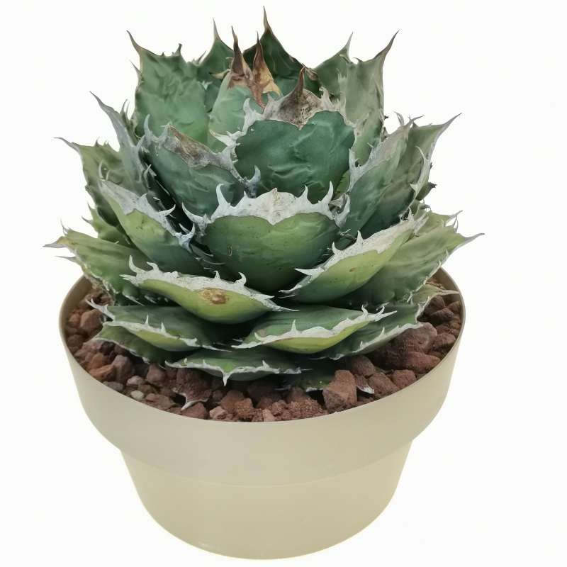 Agave titanota 'Caesar' 25 cm. | Agavaceae - Giromagi