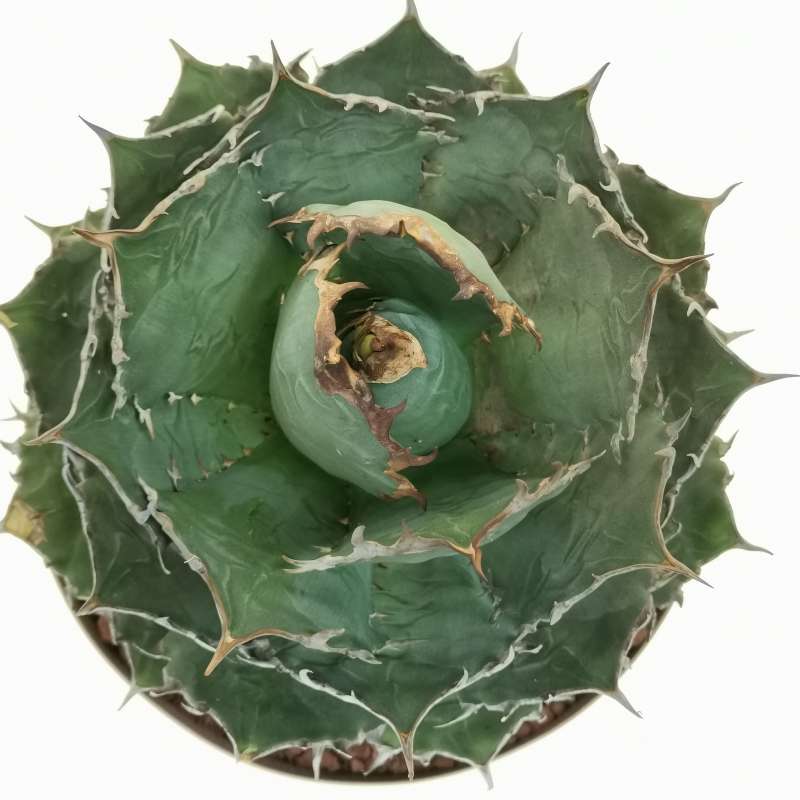 Agave titanota 'Caesar' 25 cm. | Agavaceae - Giromagi