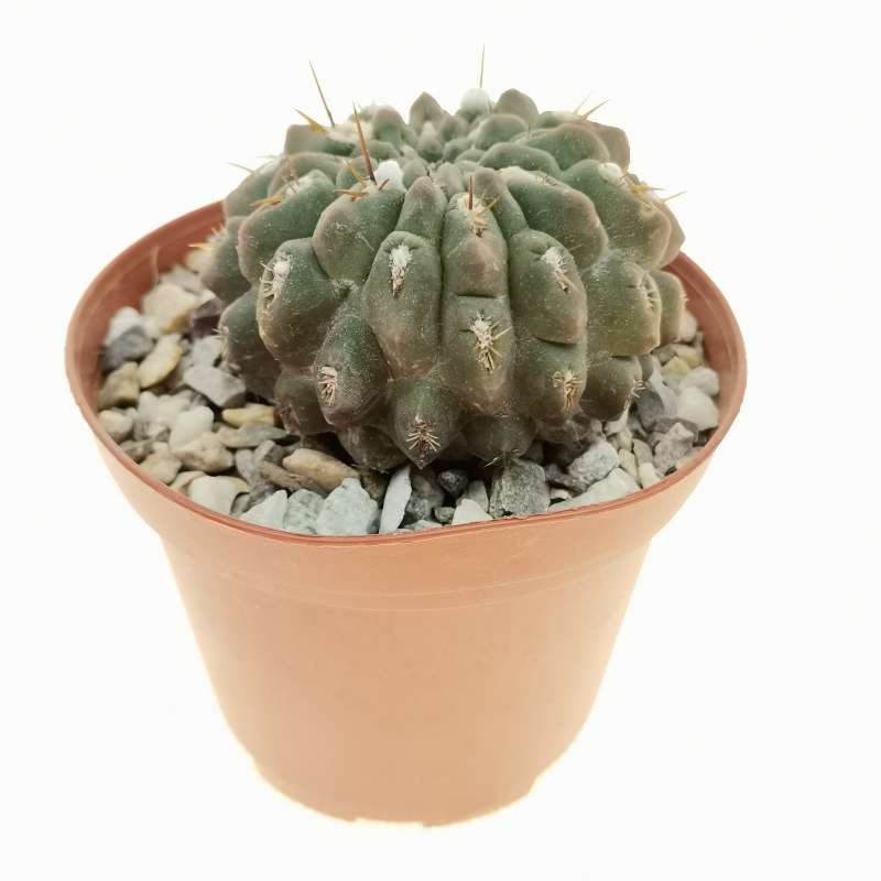 Neoporteria heinrichiana FK 465 8 cm. | Cactaceae - Giromagi vendita ...