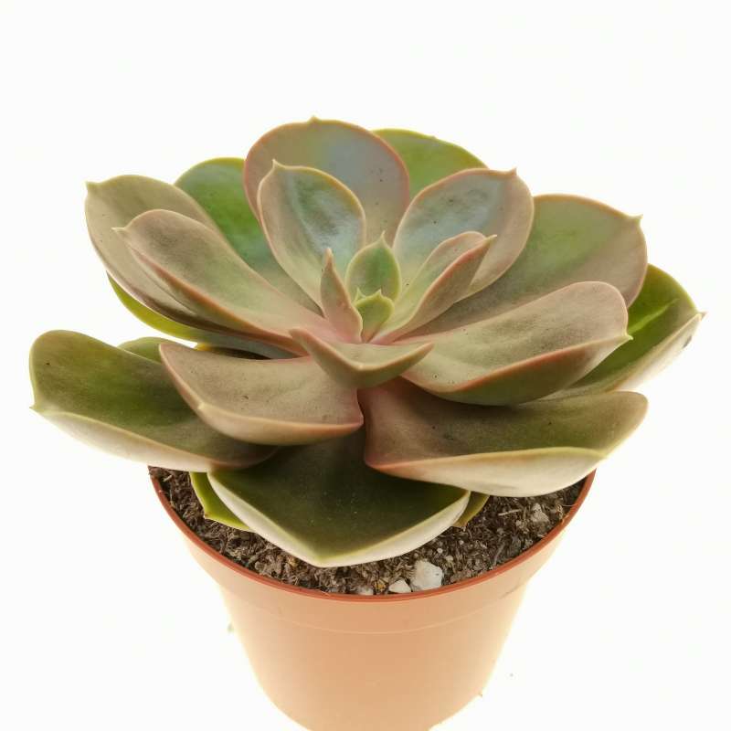 Echeveria 'Magic Pearl' 8,5 cm. | Crassulaceae - Giromagi vendita ...