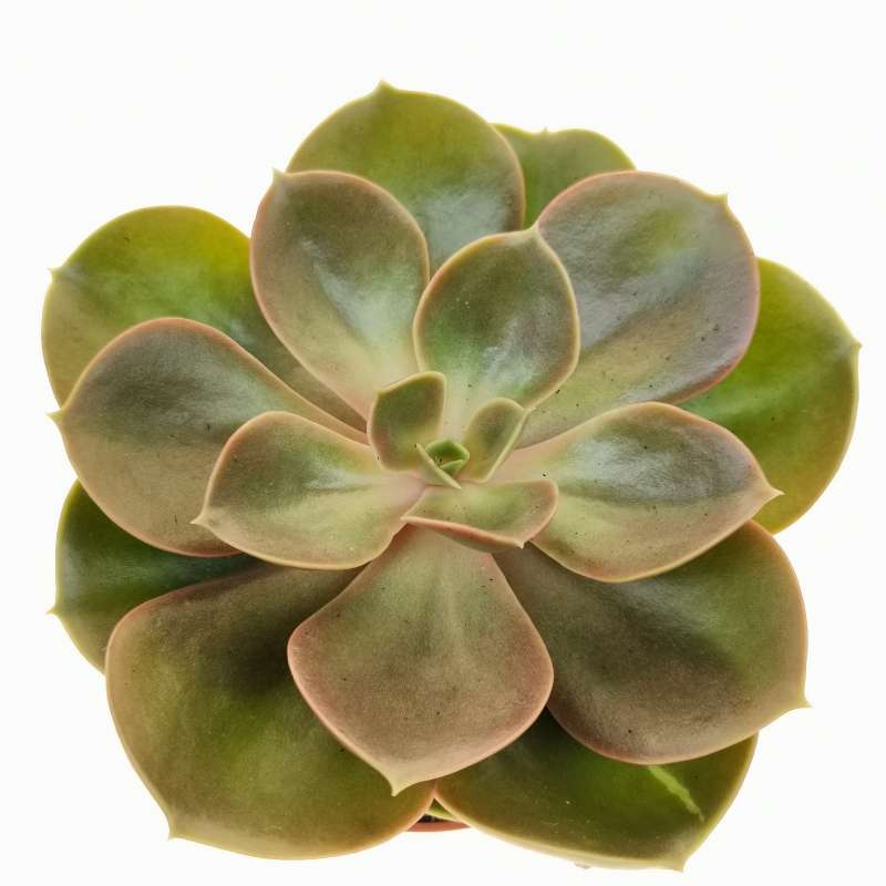 Echeveria 'Magic Pearl' 8,5 cm. | Crassulaceae - Giromagi vendita ...