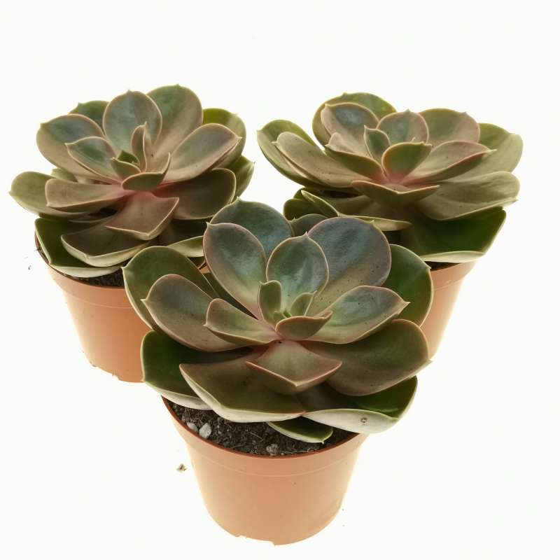 Echeveria 'Magic Pearl' 8,5 cm. | Crassulaceae - Giromagi vendita ...