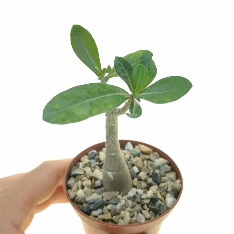 Adenium obesum var. multiflorum 8 cm. | Apocynaceae - Giromagi vendita ...