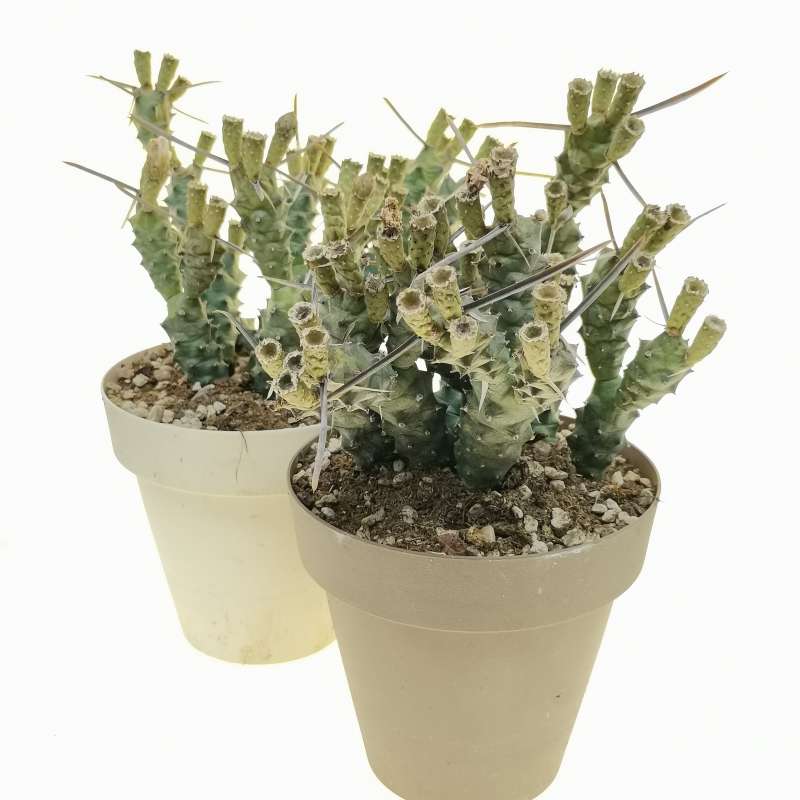 Tephrocactus Articulatus V Oligacanthus Cm Cactaceae Giromagi