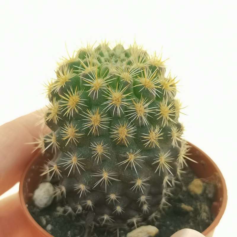 Neoporteria chilensis 5,5 cm. | Cactaceae - Giromagi vendita piante grasse