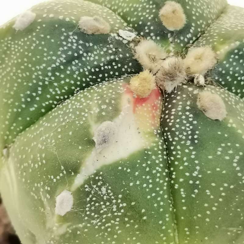 Astrophytum hybrid f. variegata - Giromagi