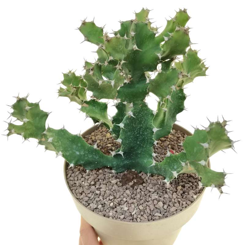 Euphorbia tortilis spiral 20 cm. | Euphorbiaceae - Giromagi vendita ...