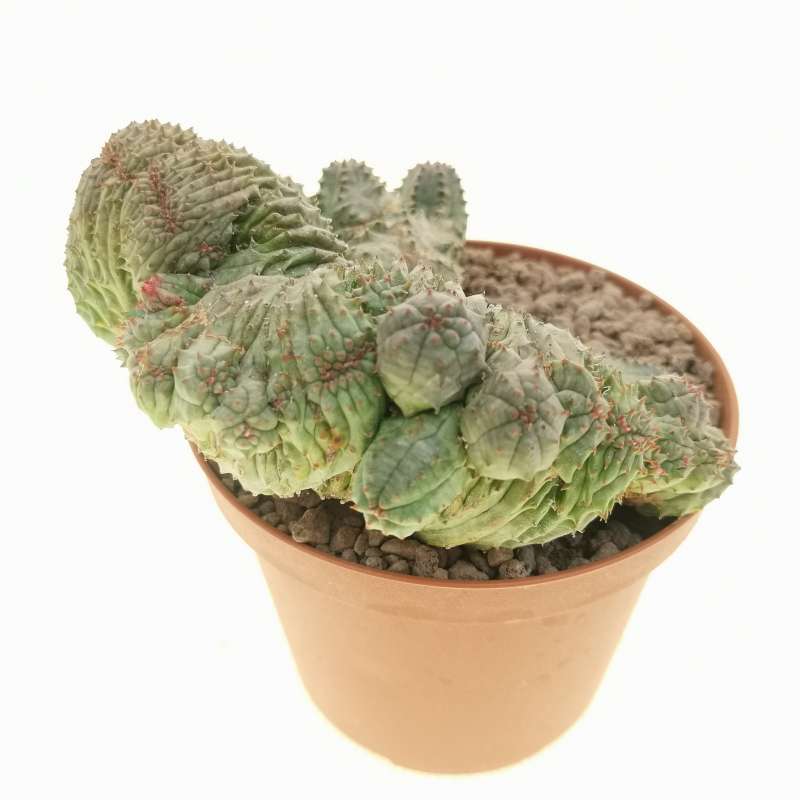 Euphorbia pseudoglobosa f. crestata 10 cm. | Euphorbiaceae - Giromagi ...