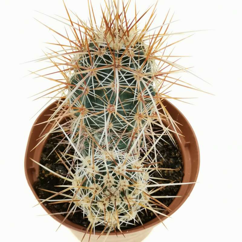 Echinocereus engelmannii var. armatus 10 cm. | Cactaceae - Giromagi ...