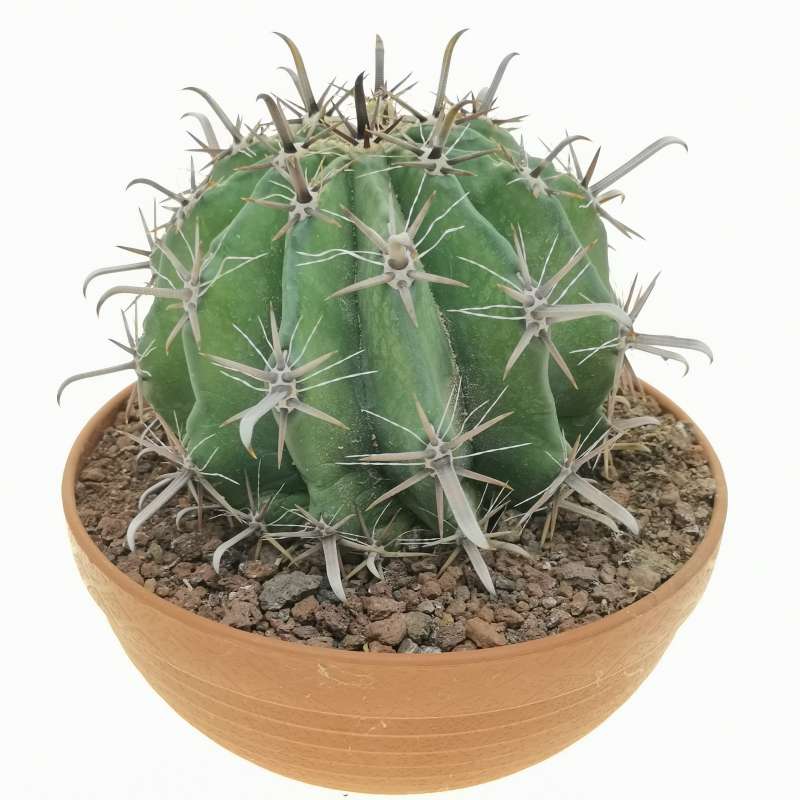 Ferocactus horridus 20 cm. | Cactaceae - Giromagi vendita piante grasse