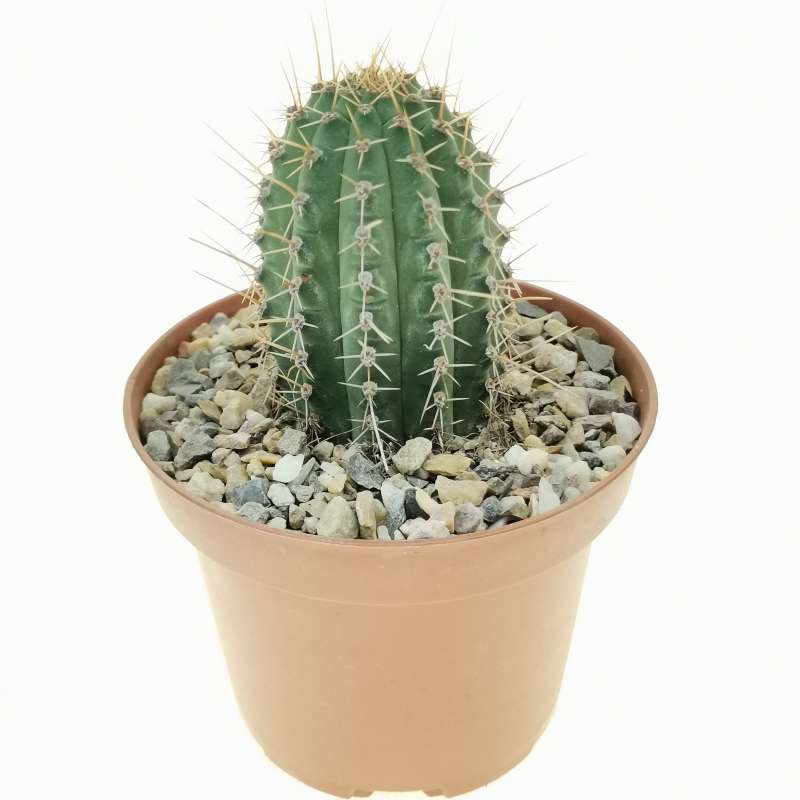 Cleistocactus Parviflorus 10 Cm. 