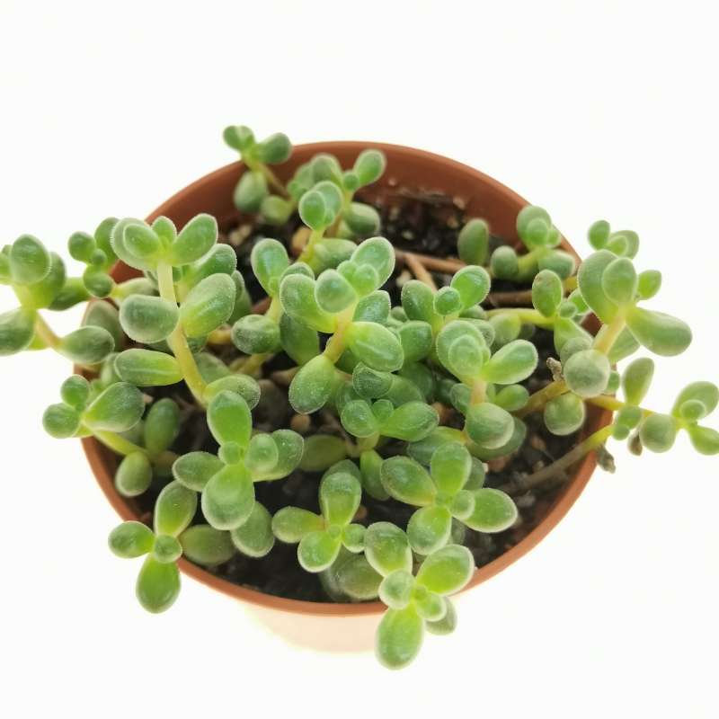 Sedum stahlii 5,5 cm.  Crassulaceae - Giromagi vendita piante grasse