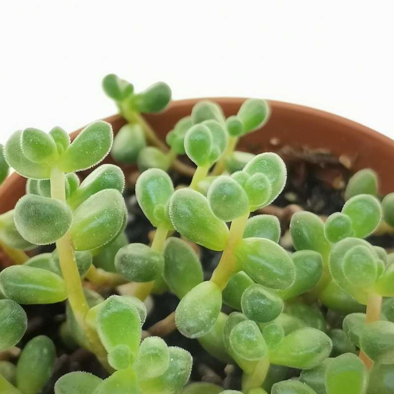 Sedum stahlii 5,5 cm.  Crassulaceae - Giromagi vendita piante grasse