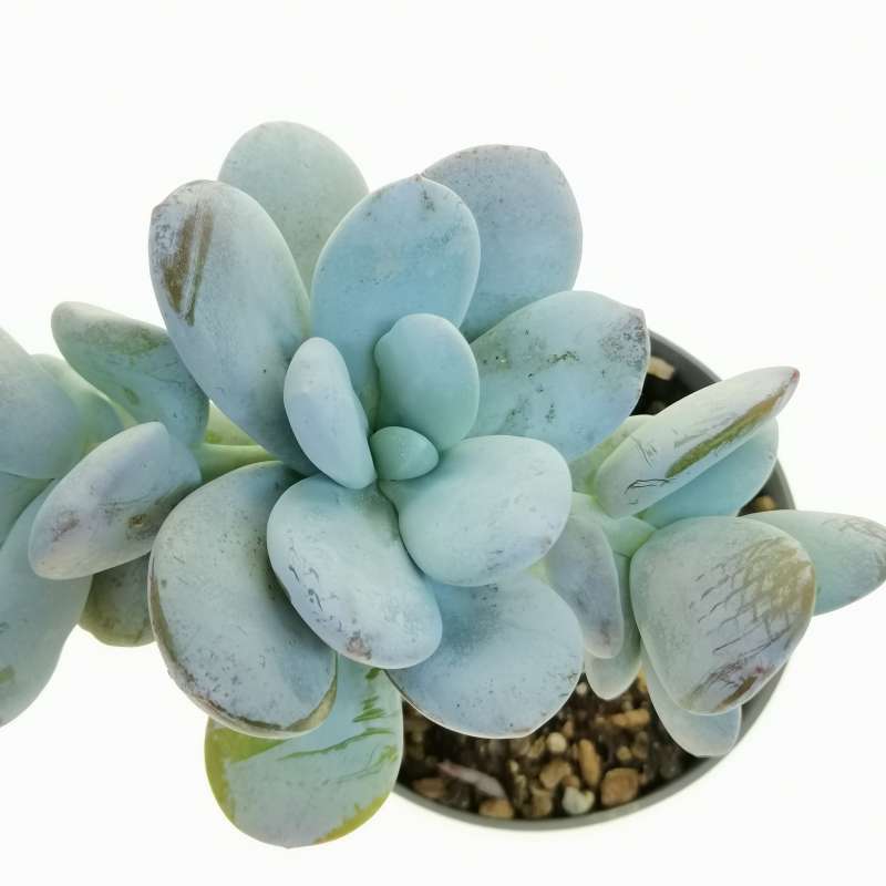 Echeveria cuicatecana 10 cm. | Crassulaceae - Giromagi vendita piante ...