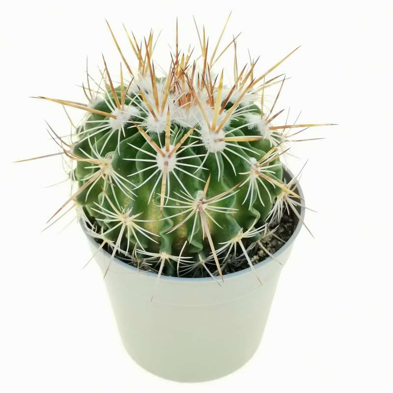 Echinofossulocactus anfractuosus 6,5 cm. | Cactaceae - Giromagi vendita ...