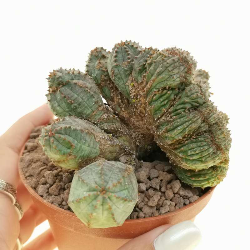 Euphorbia pseudoglobosa f. crestata 10 cm. | Euphorbiaceae - Giromagi ...