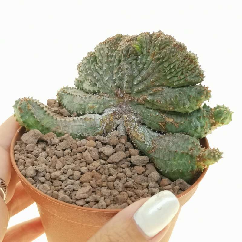 Euphorbia pseudoglobosa f. crestata 10 cm. | Euphorbiaceae - Giromagi ...