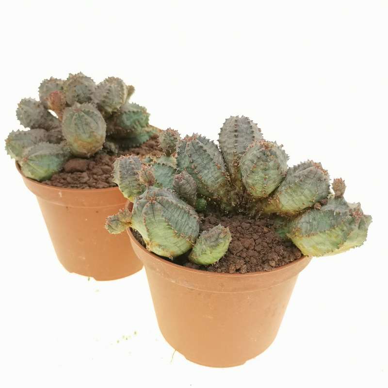 EUPHORBIA PSEUDOGLOBOSA Ø10CM - cactus - succulente - piante grasse vere  EUR 6,00 - PicClick IT