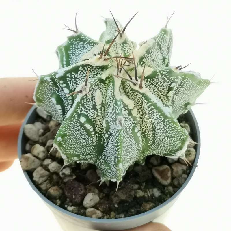 Astrophytum ornatum cv. Fukuryu (TypeB) Haku-jo